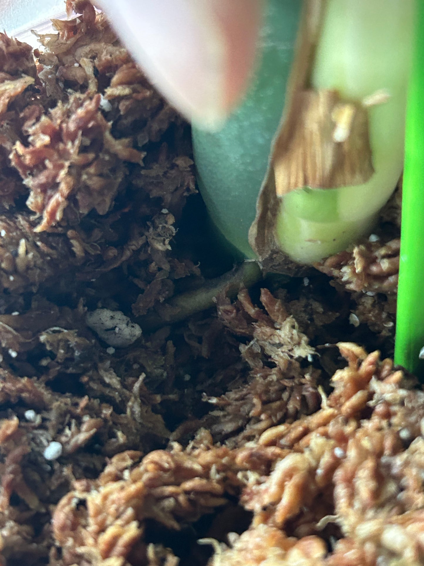 Monstera Deli X Bors Mint ( Jungle Mint) Top Cut