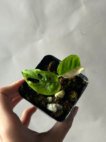 Monstera Adansonii Tricolor Albo