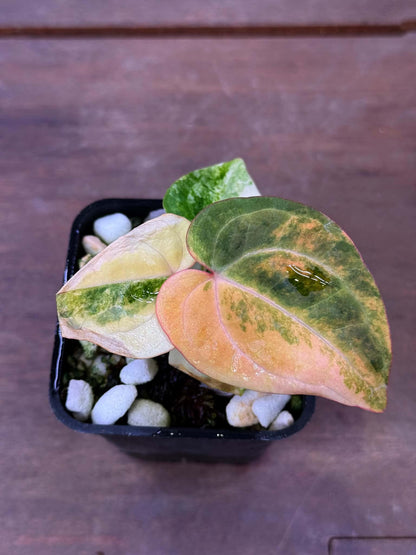 Anthurium (Papillilaminum Var x Dressleri) x (SKG Pink Lemonade x RC)