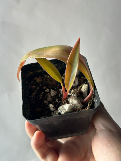 Philodendron Caramel Marble