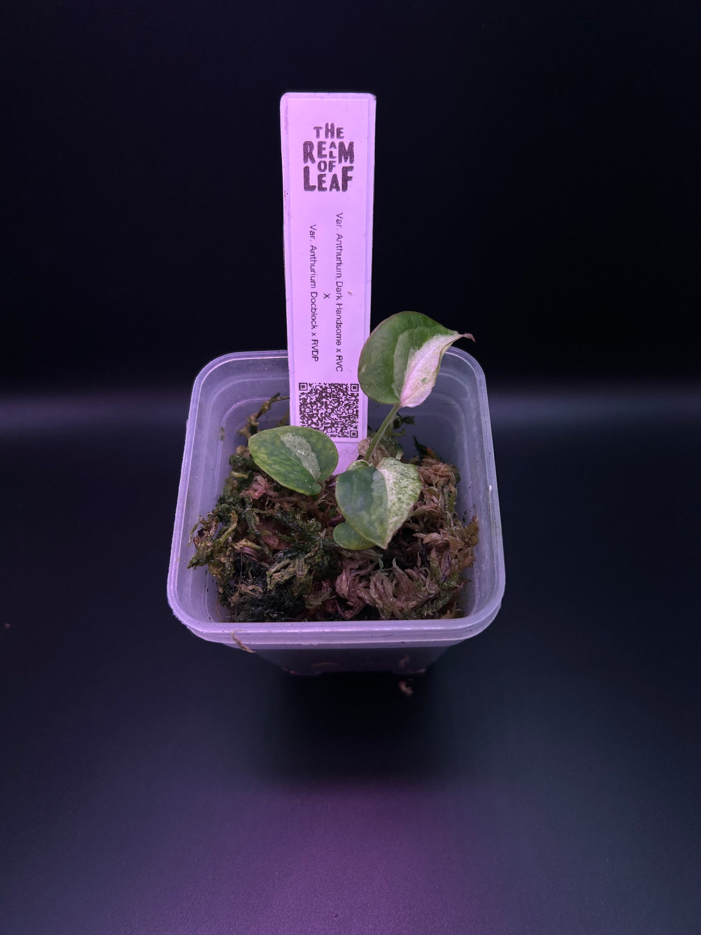 Anthurium ‘Mr. Patrick Star’ TN-002
