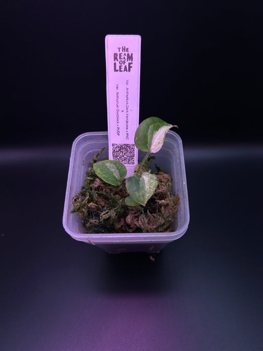 Anthurium ‘Mr. Patrick Star’ TN-002