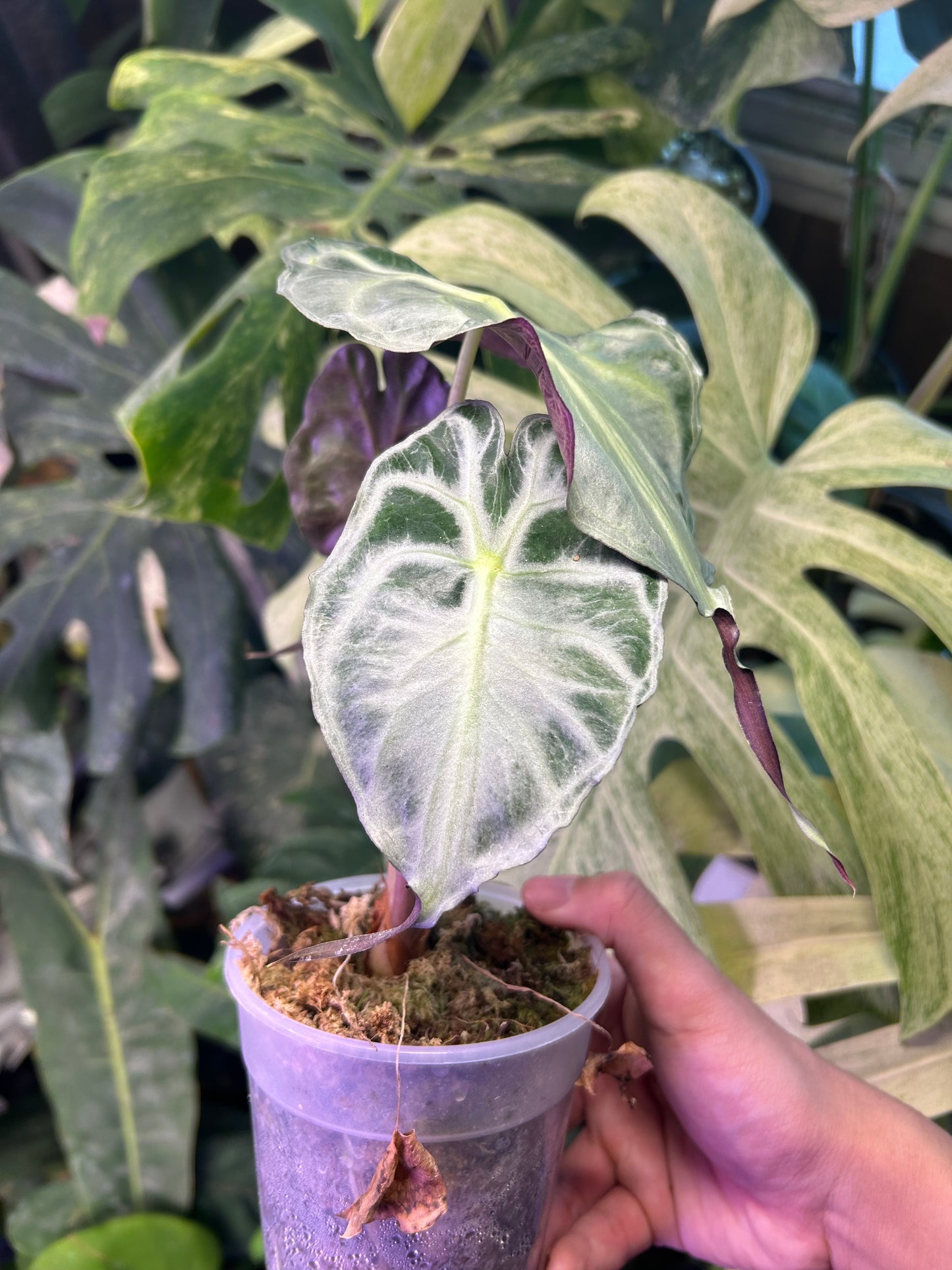 Alocasia Venom