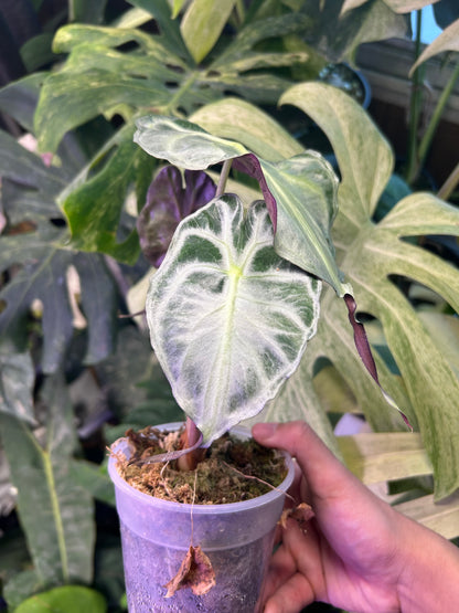 Alocasia Venom