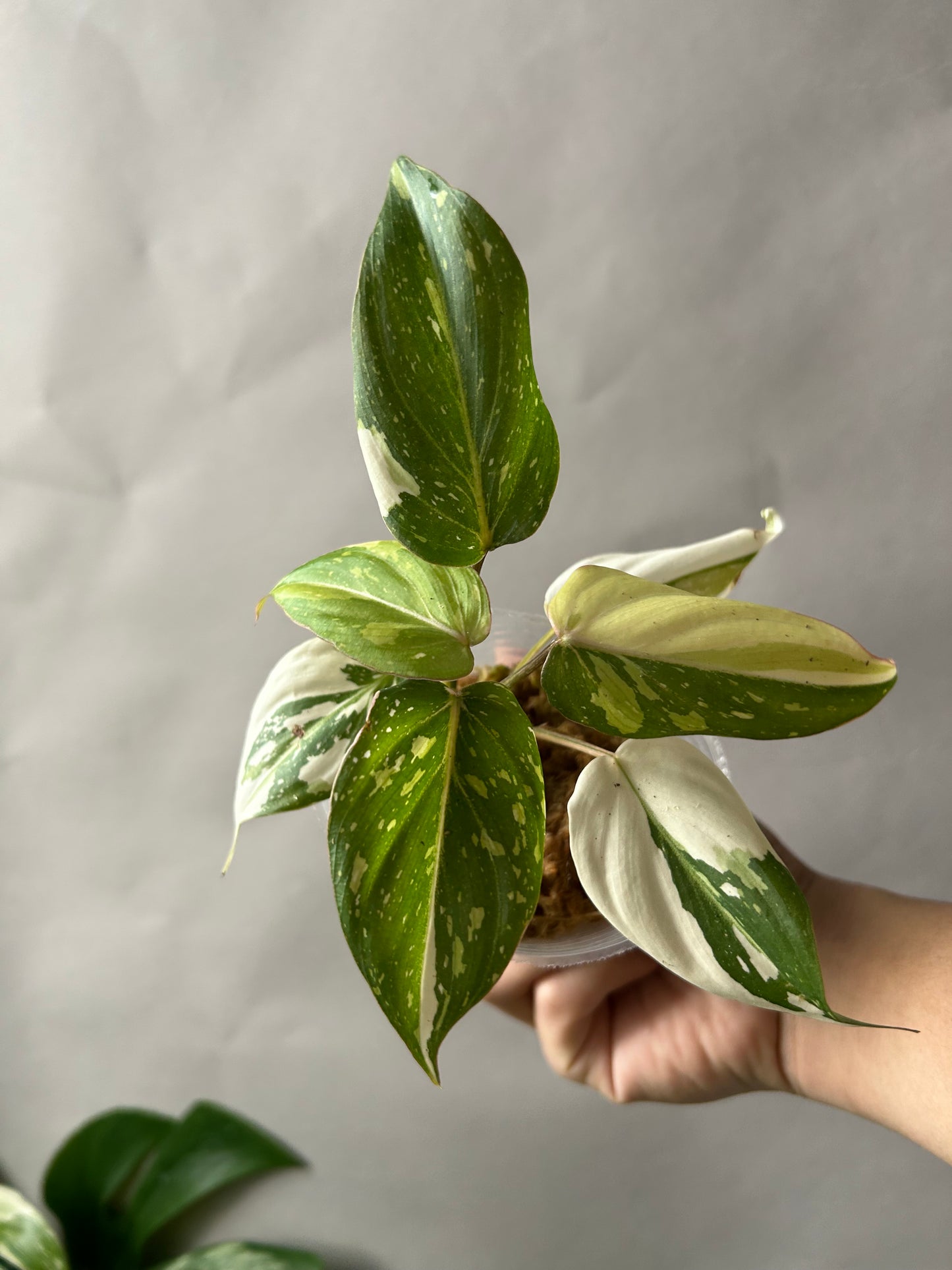 Philodendron Gloriosum Tricolor aka Galaxy