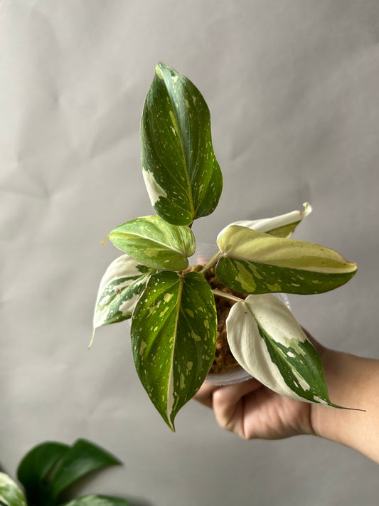 Philodendron Gloriosum Tricolor aka Galaxy