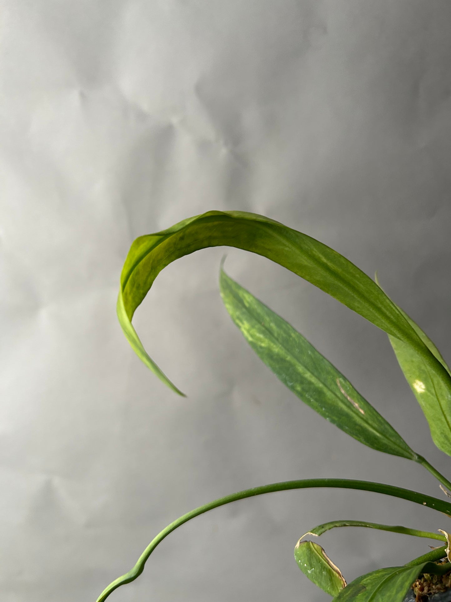 Anthurium Vittarifolium Variegated