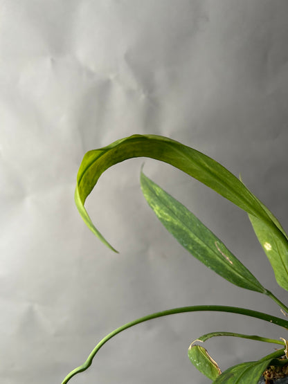 Anthurium Vittarifolium Variegated