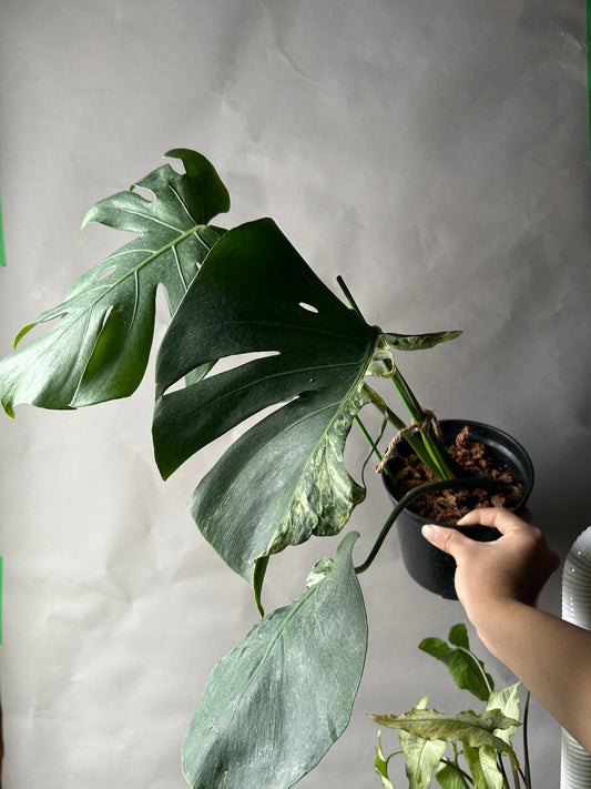 Monstera Ocean Mint