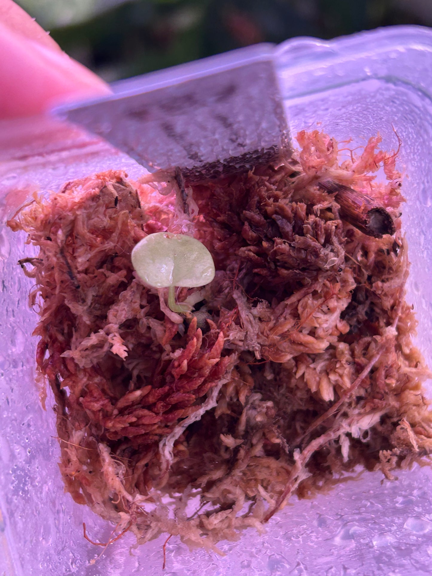 Variegated Anthurium (DH x RVC) Var x Anthurium (DocBlock x RVDP) Var by The Realm Of Leaf