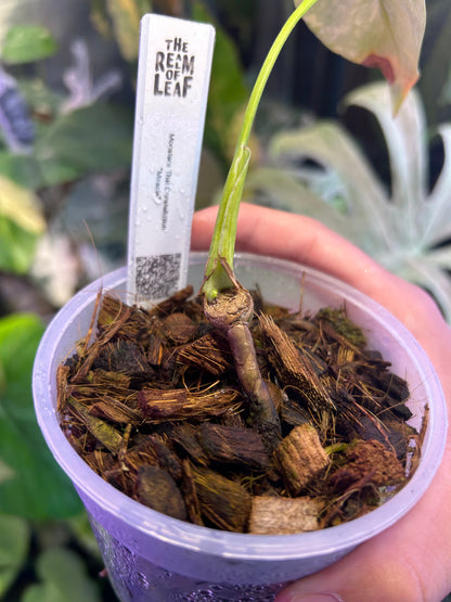 Monstera Thai Constellation Miracle Cutting