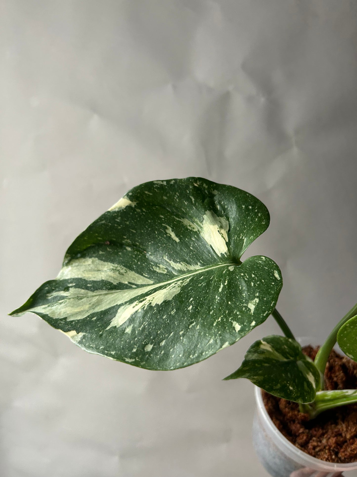 Monstera Medusa