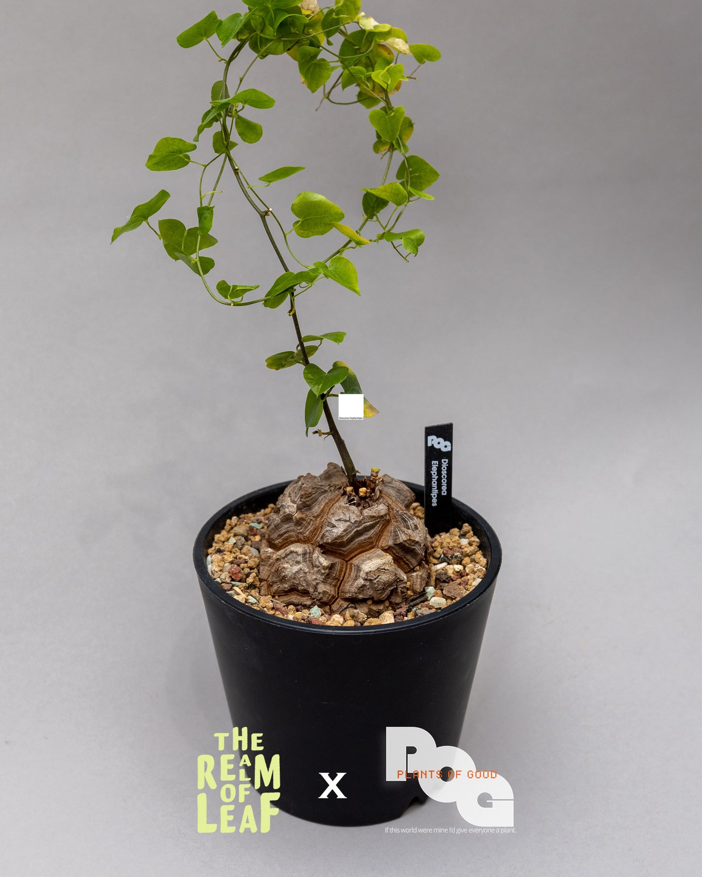 Dioscorea Elephantipes