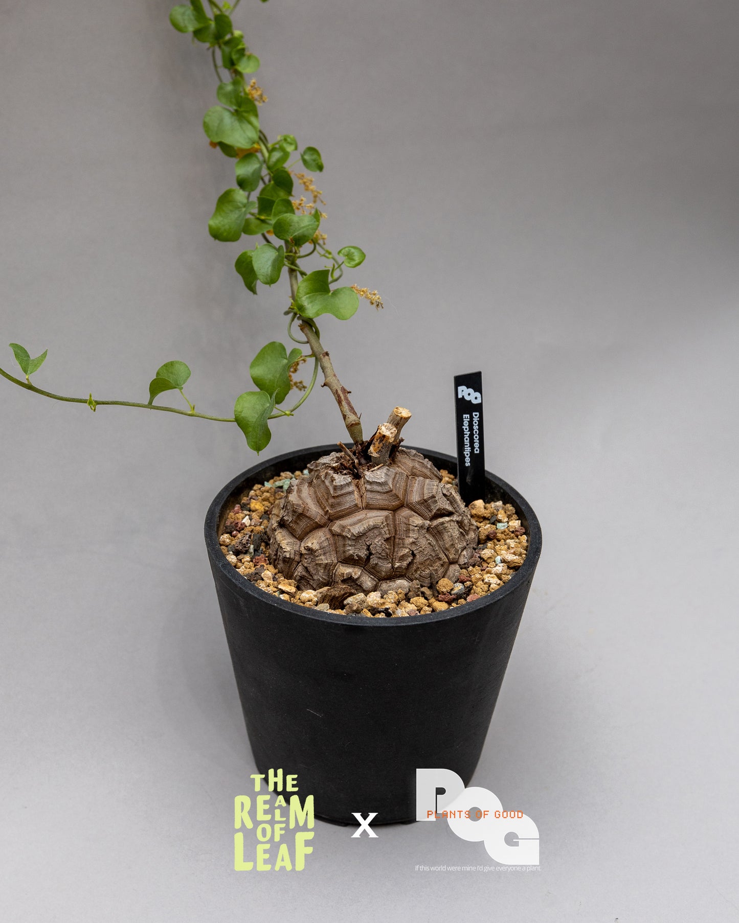 Dioscorea Elephantipes