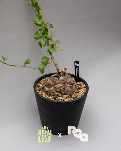 Dioscorea Elephantipes