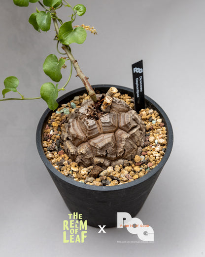 Dioscorea Elephantipes