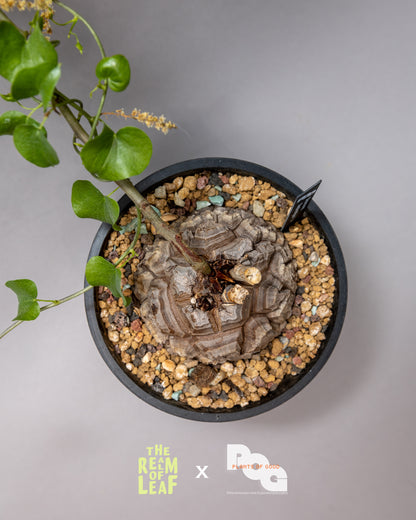 Dioscorea Elephantipes