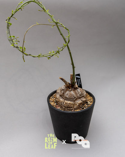 Dioscorea Elephantipes