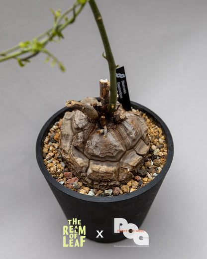 Dioscorea Elephantipes