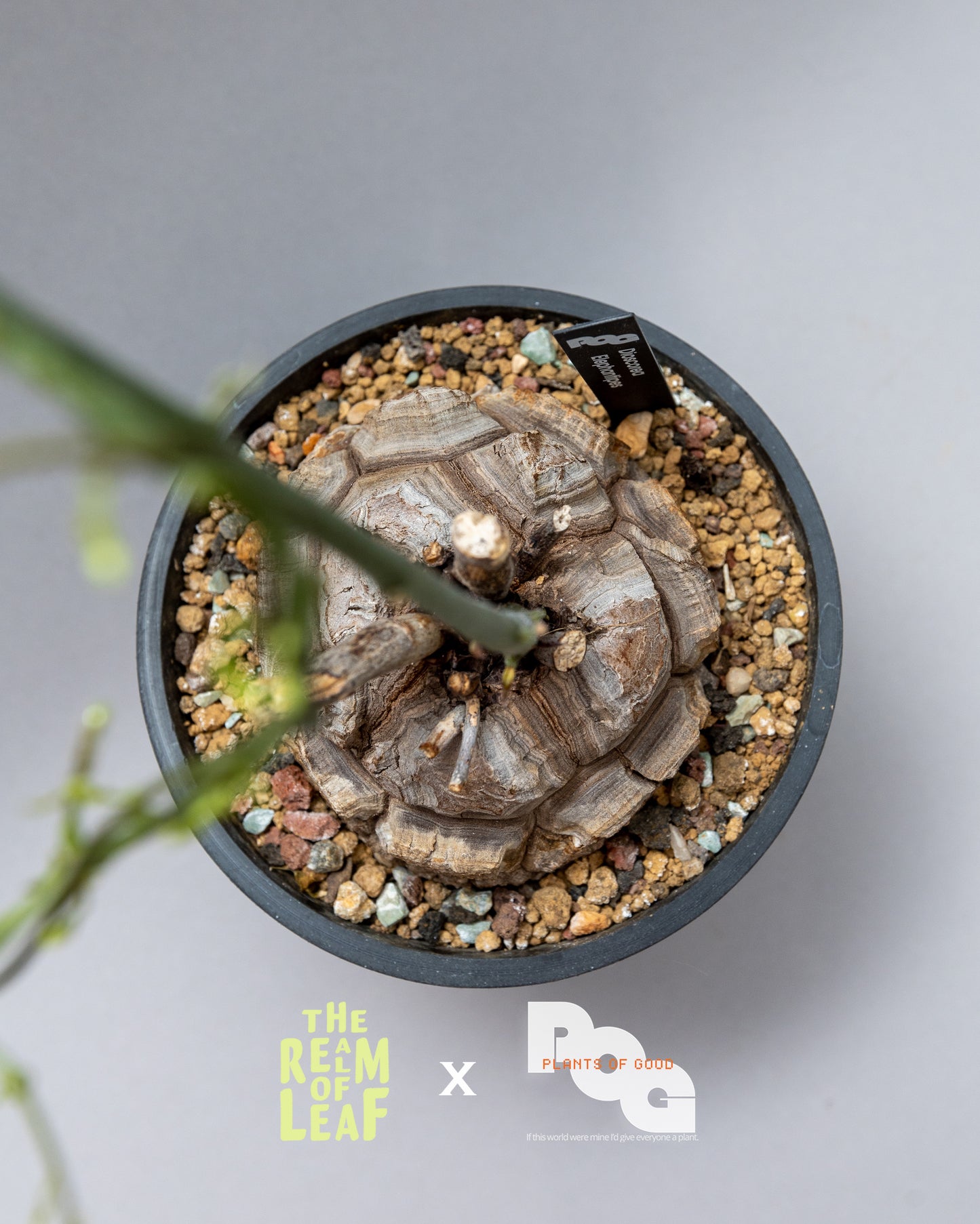 Dioscorea Elephantipes