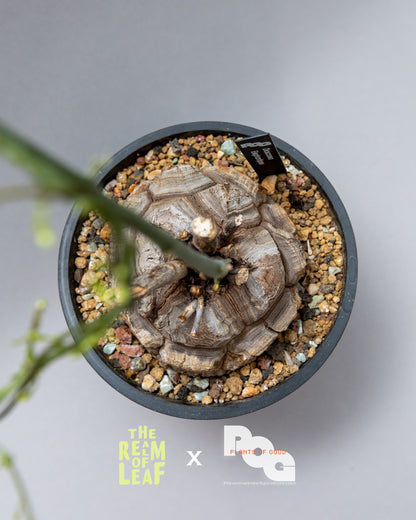 Dioscorea Elephantipes