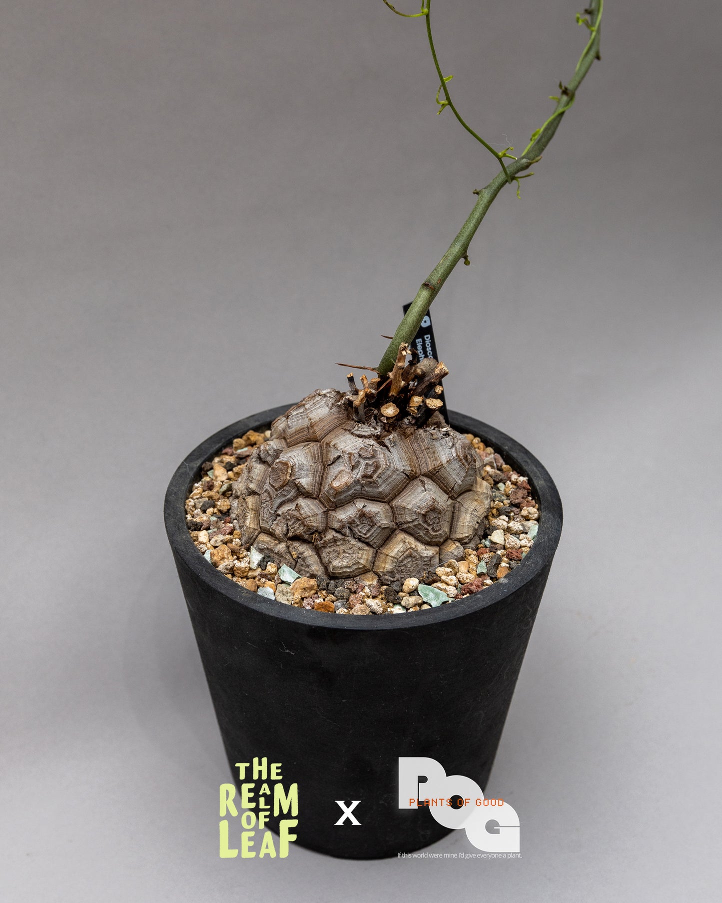 Dioscorea Elephantipes