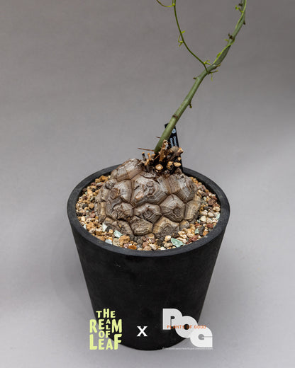 Dioscorea Elephantipes