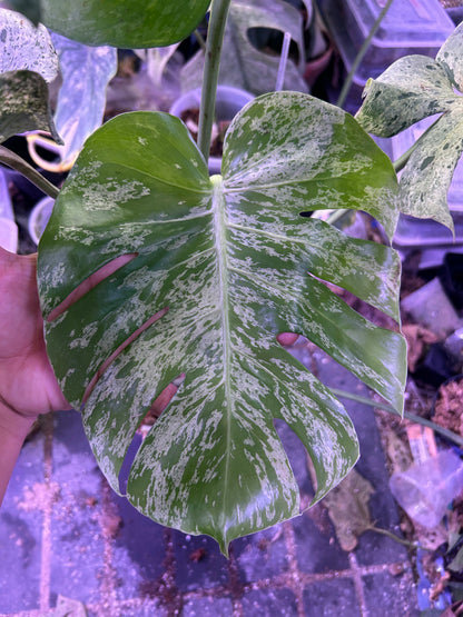 Monstera Vietciosa (5 Leafs)