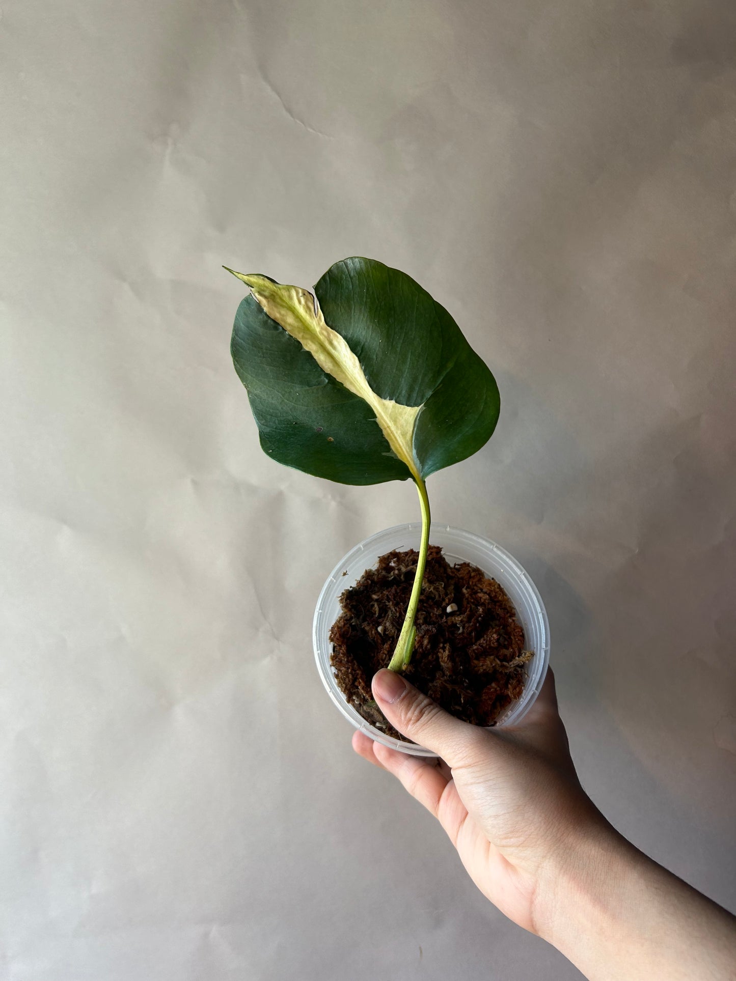 Monstera White Lava Cutting