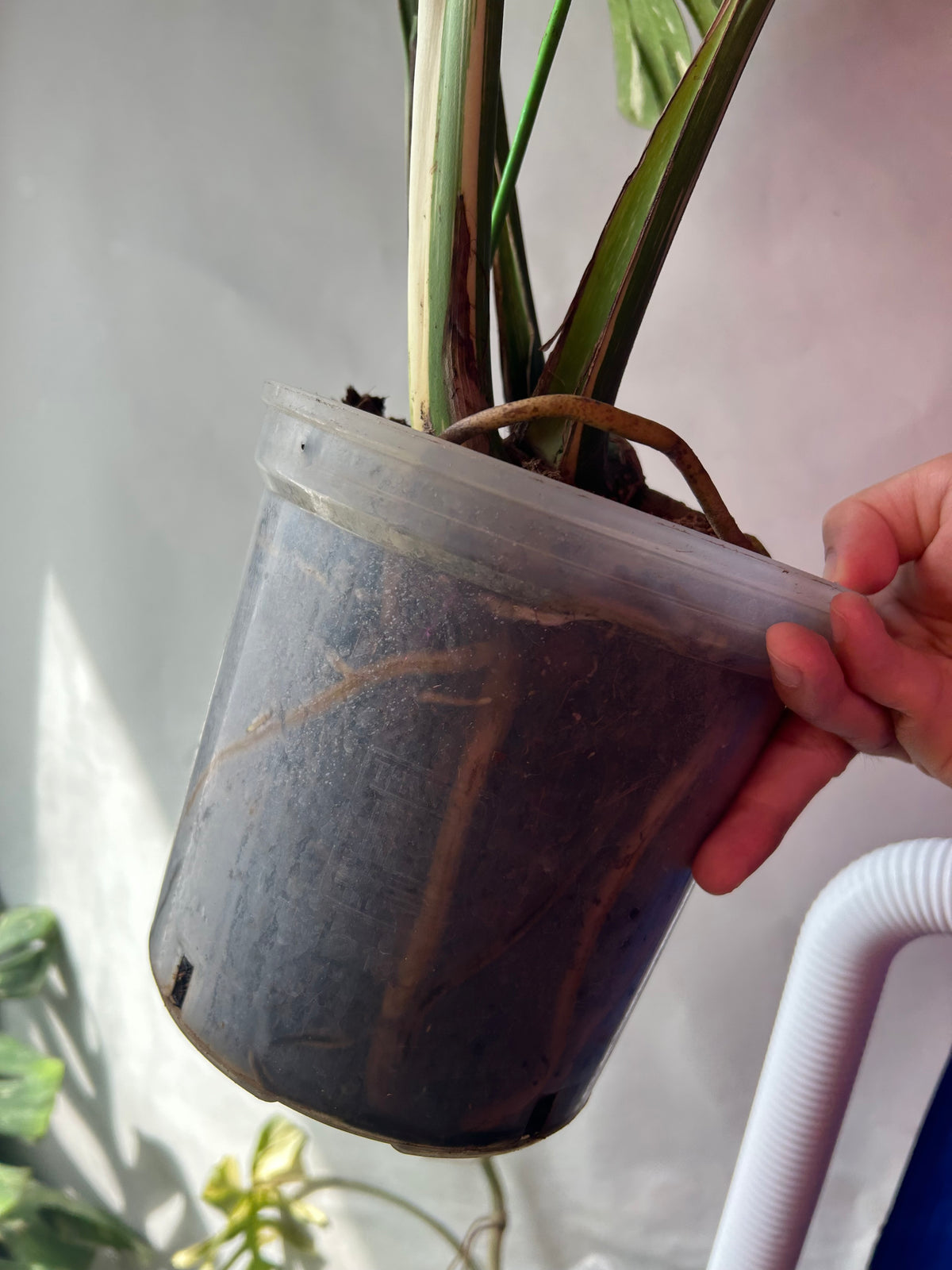 Monstera Medusa XXXL