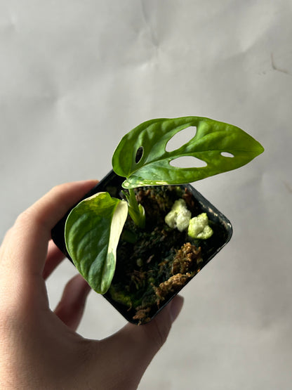 Monstera Adansonii Tricolor Albo