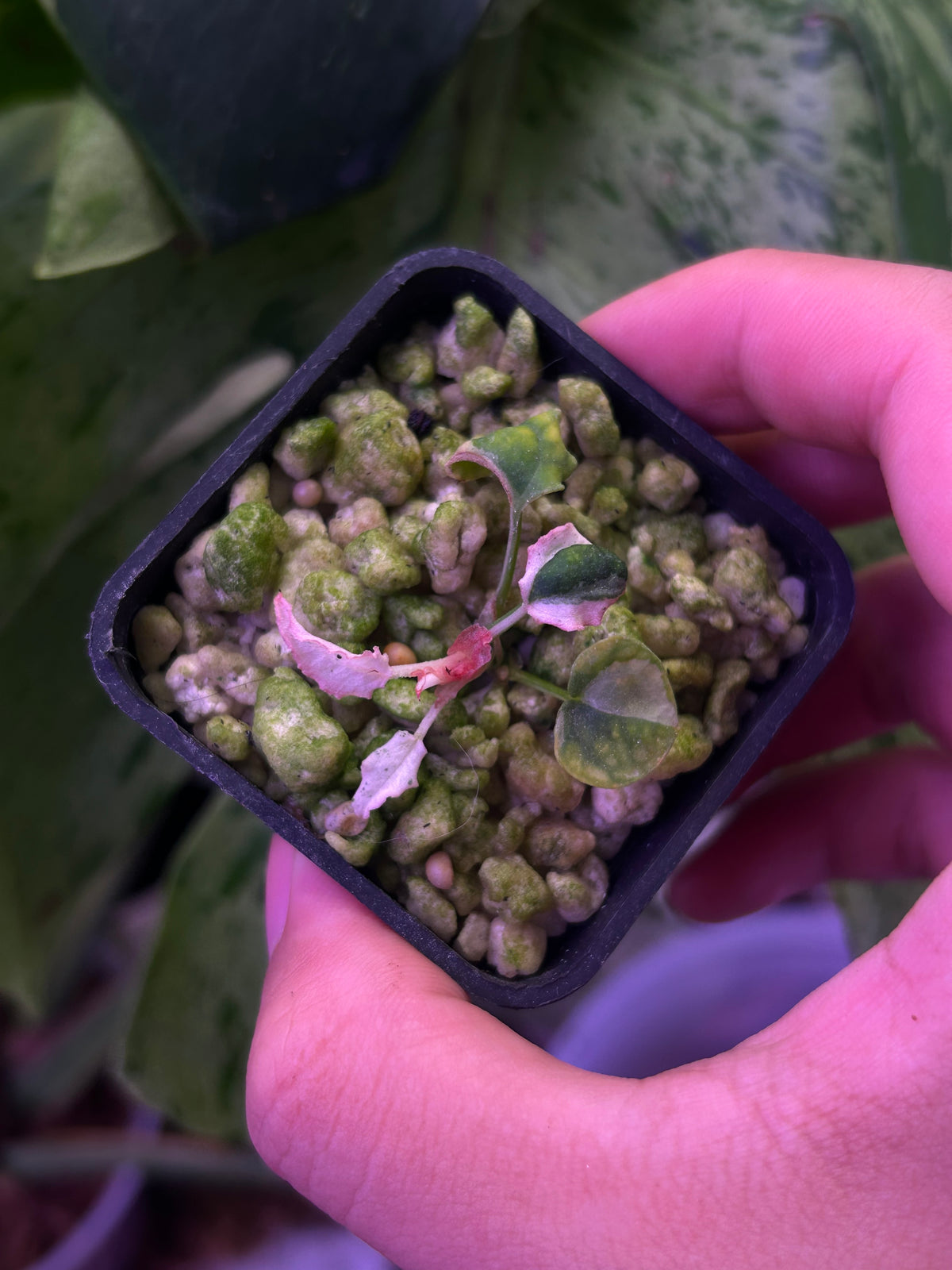 Pink Var Anthurium DH x RVC