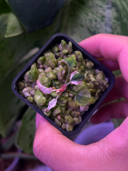 Pink Var Anthurium DH x RVC