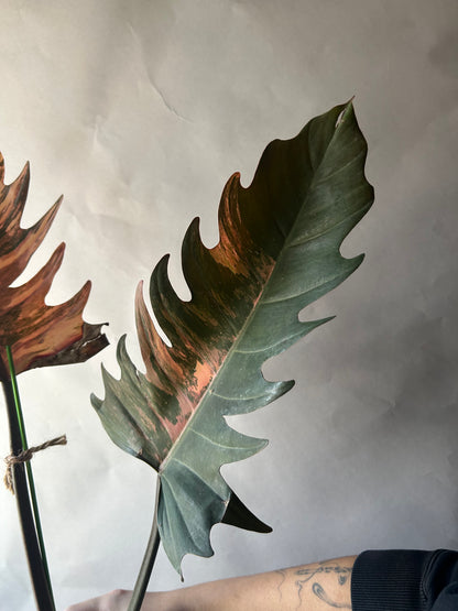 Philodendron Caramel Marble Cutting