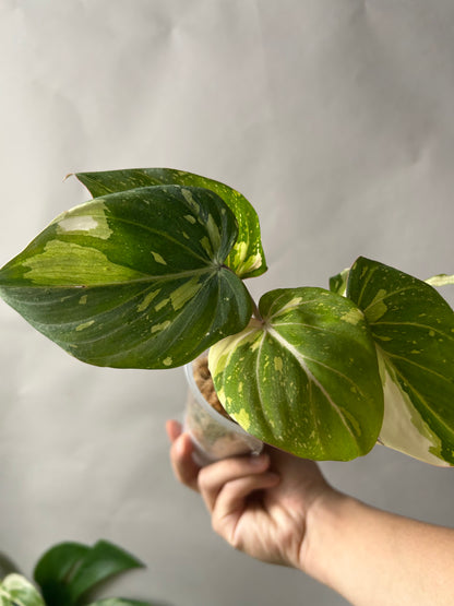 Philodendron Gloriosum Galaxy