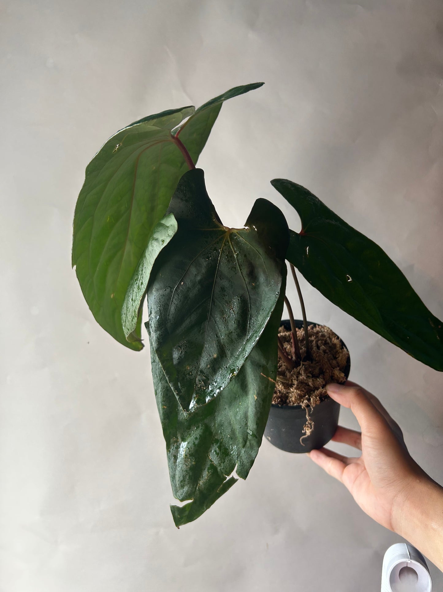 Anthurium RVDP x Portillae “Dorito”