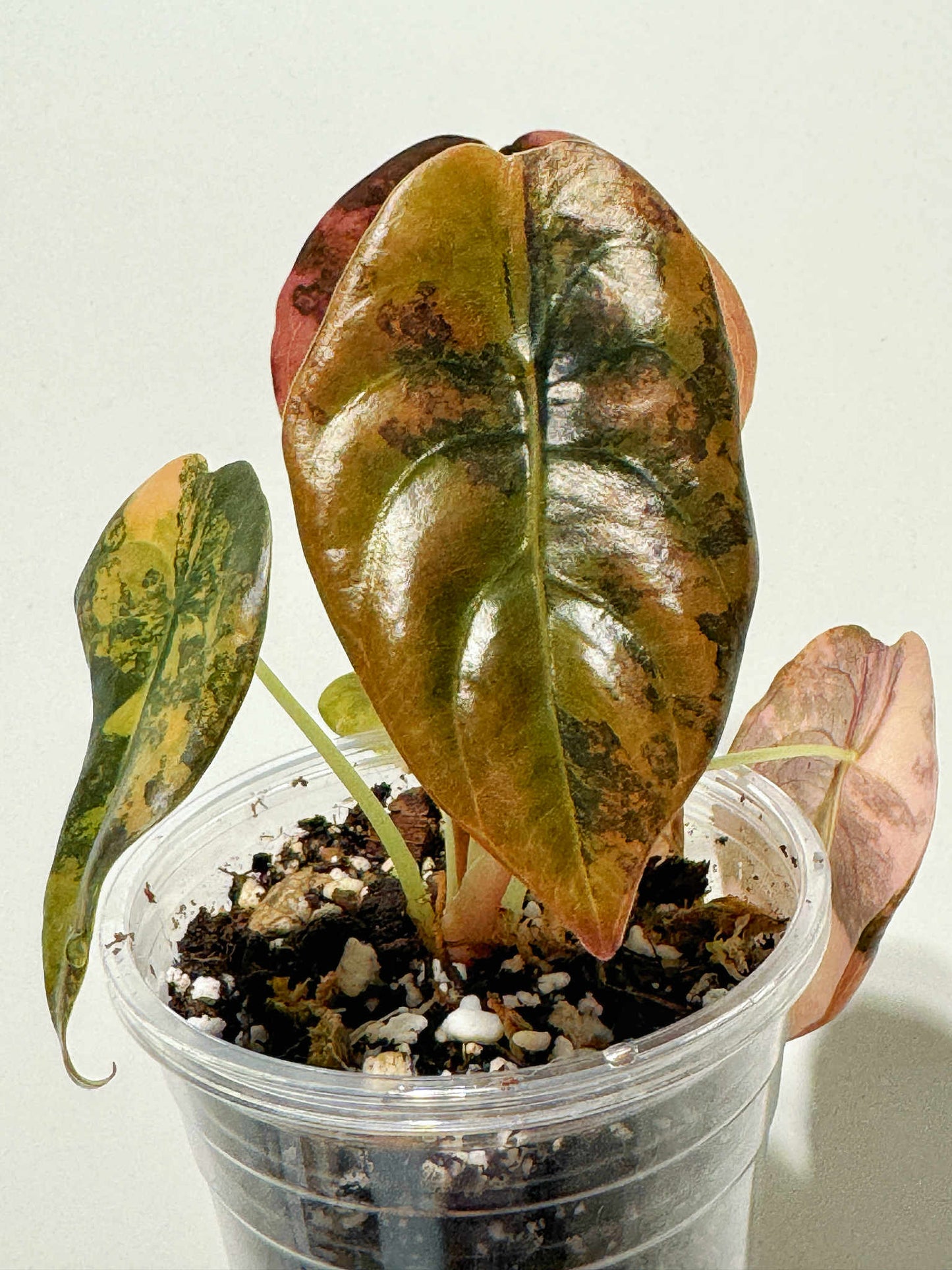 Alocasia Cuprea Latte