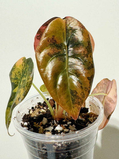 Alocasia Cuprea Latte