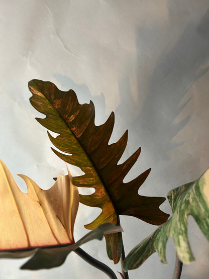 Philodendron Caramel Marble (Non TC)