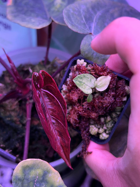Anthurium AOS ‘Tezula’ x RVDP Clone