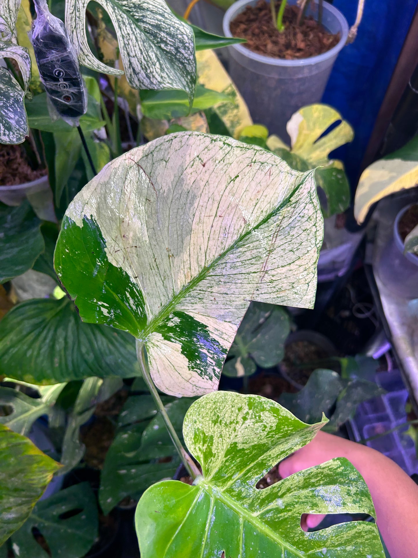 Monstera White Tear