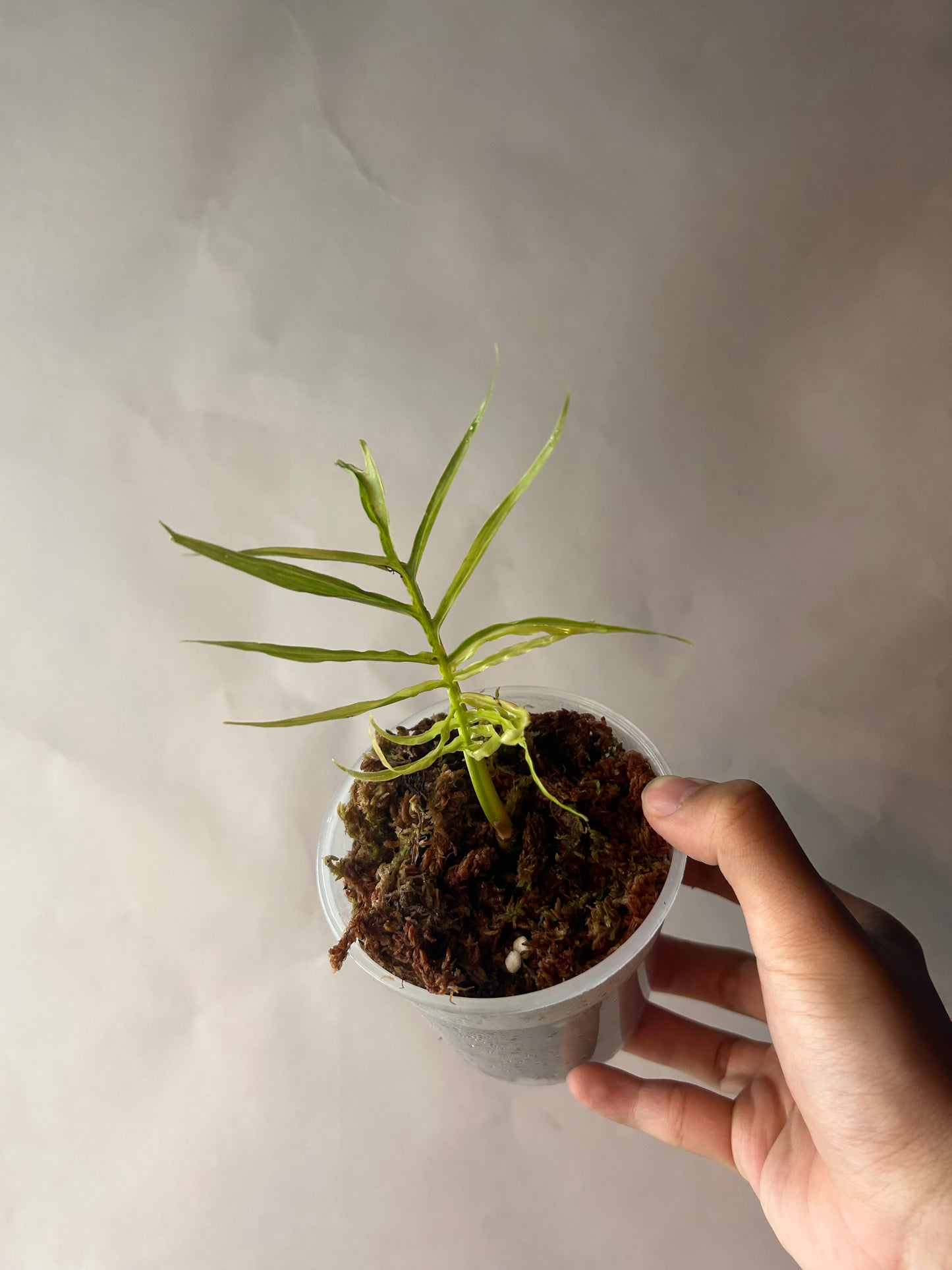 Philodendron Tortum Variegated Top Cut