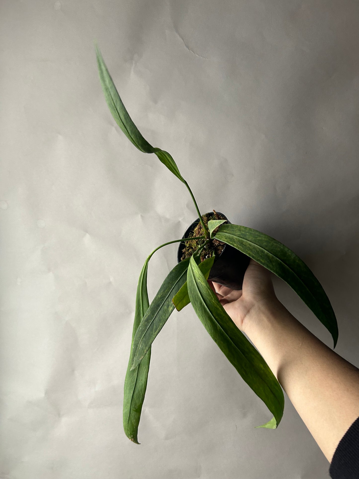 Anthurium Vittarifolium Variegated