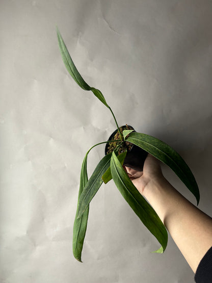 Anthurium Vittarifolium Variegated