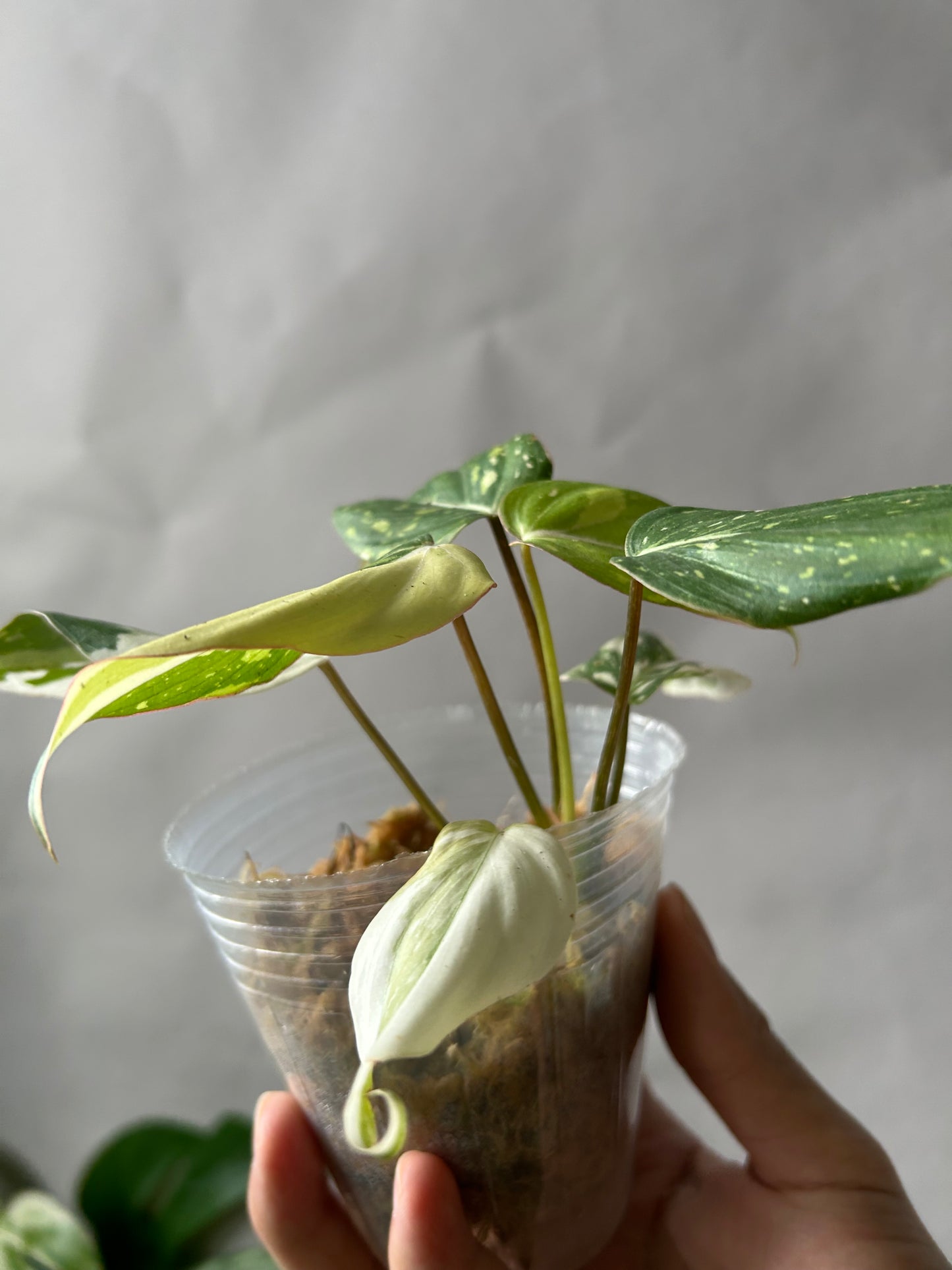 Philodendron Gloriosum Tricolor aka Galaxy