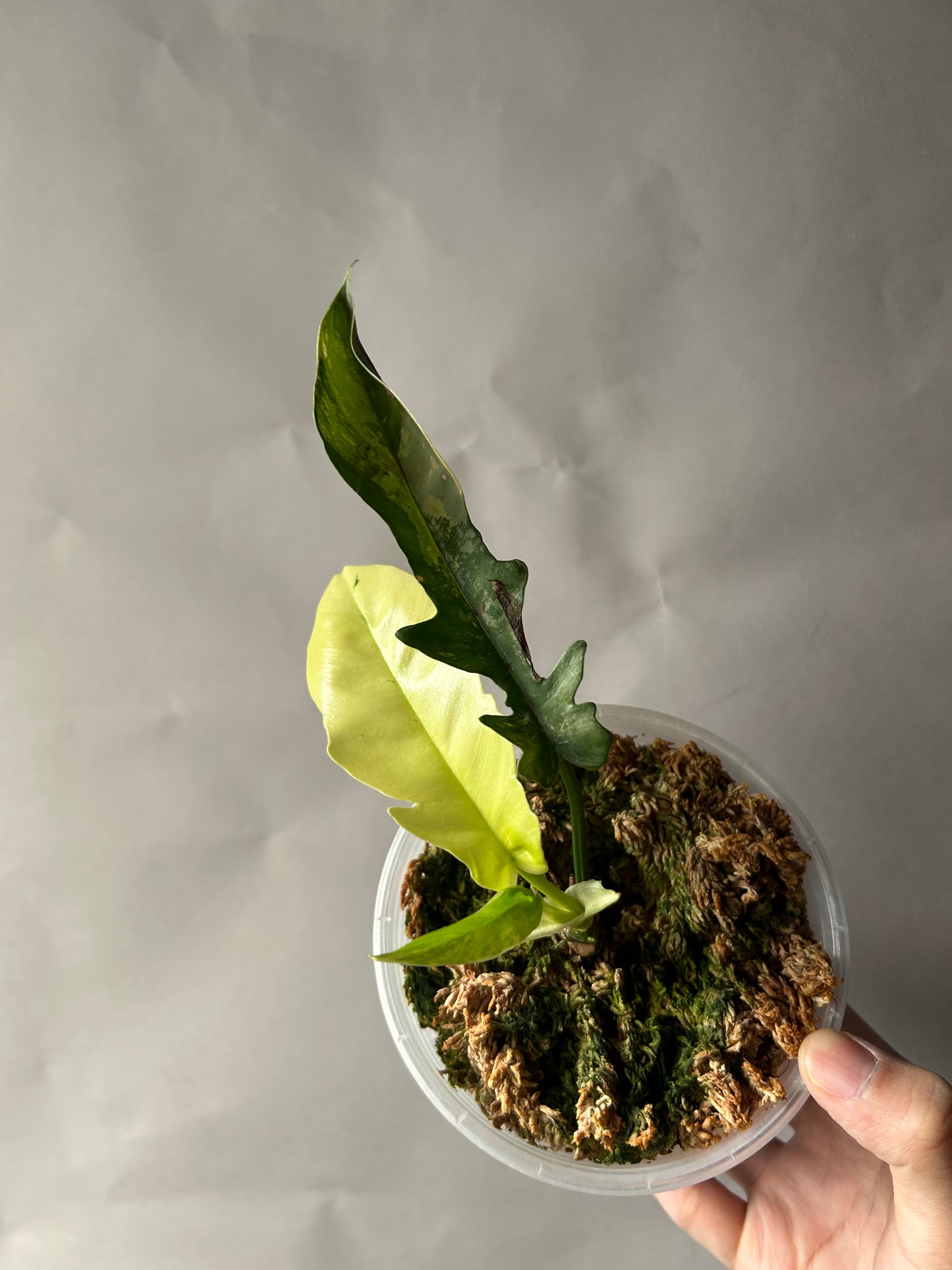 Philodendron Tortum x Florida Beauty