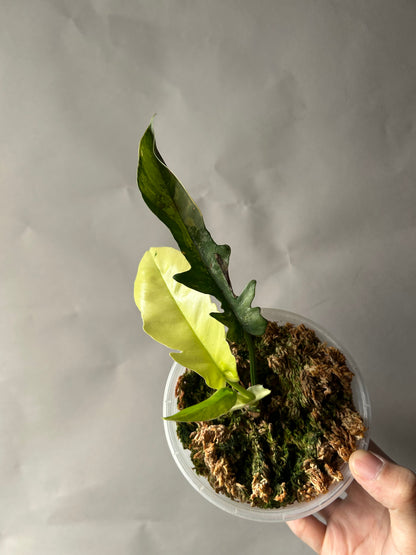 Philodendron Tortum x Florida Beauty