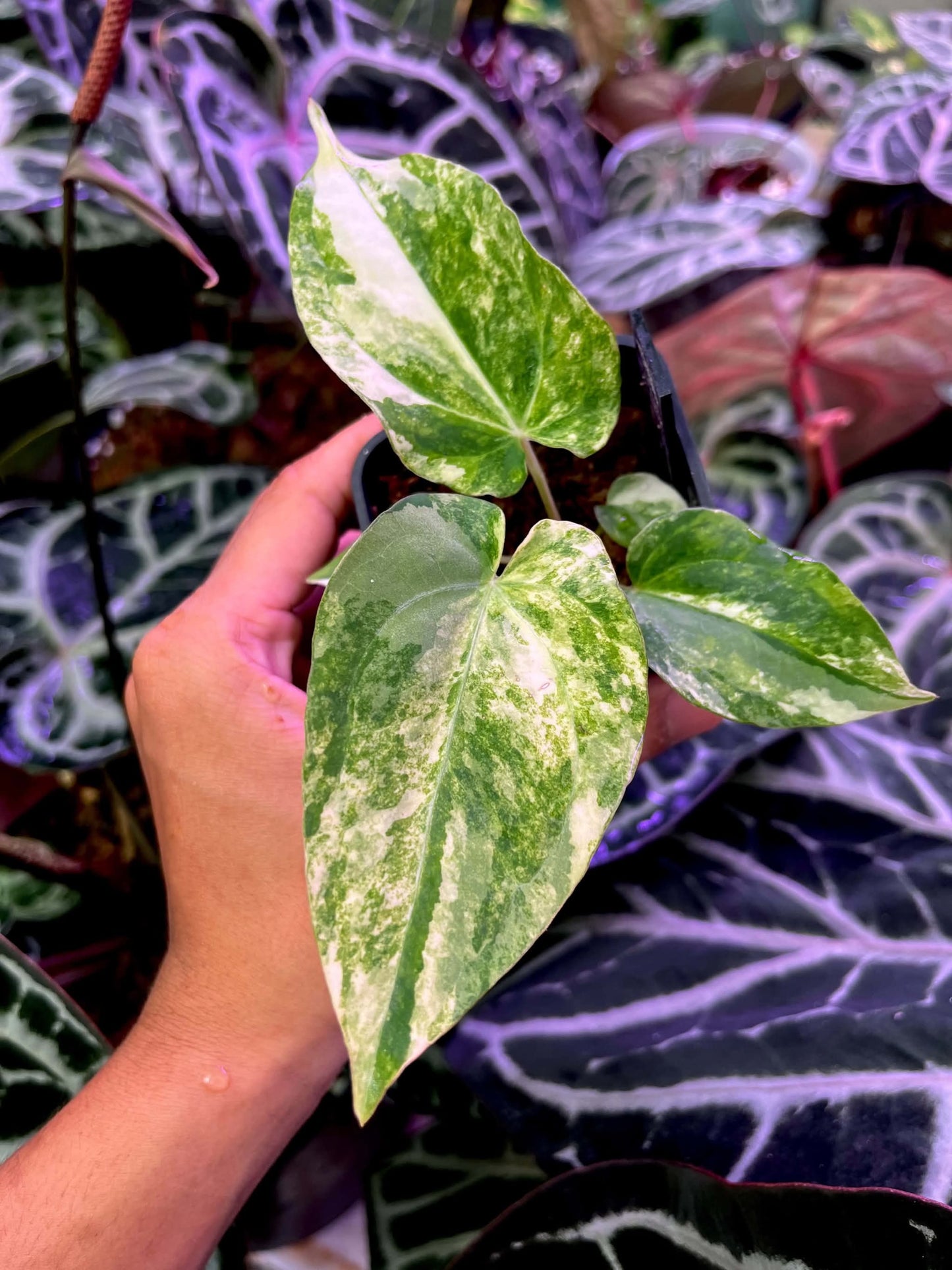 Variegated Anthurium Red Magnificum Variegated x ( Pap Var x Guna Yala) by Han Kirok