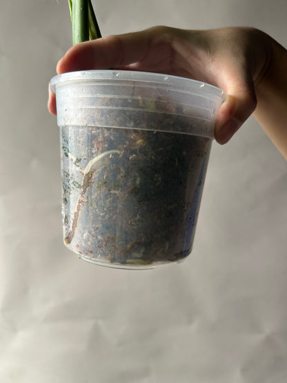 Monstera Deliciosa Green-On-Green