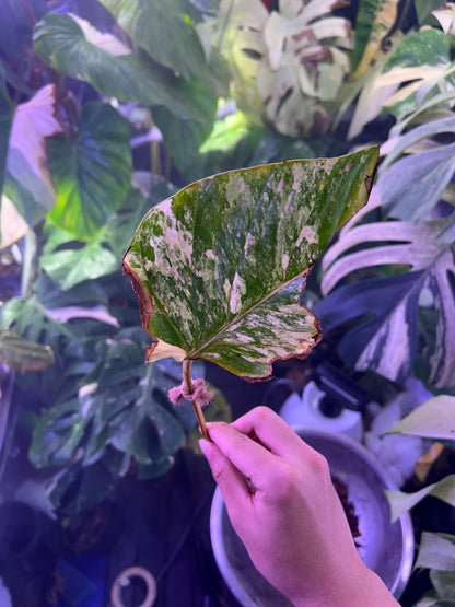 Philodendron Pastazanum Aurea ( Cutting )